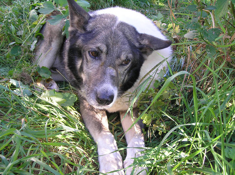 一個人負責動物后。