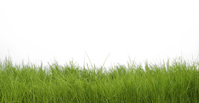 春天是綠色的草