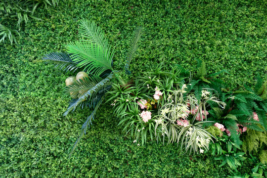 綠色植物墻 植物背景墻