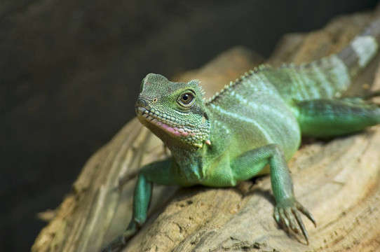 Lizard的目光