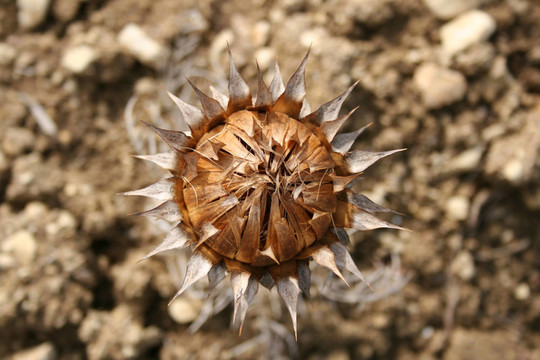 薊1