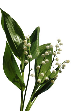 山谷的百合花
