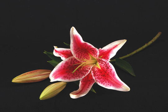 紅百合3
