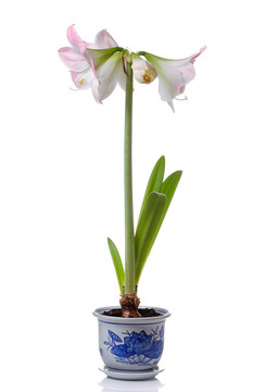 百合盆栽