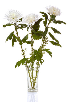 白菊花