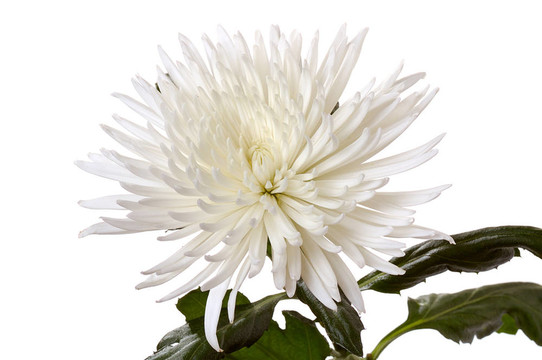 白菊花