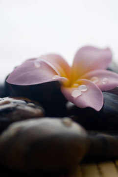 素馨花