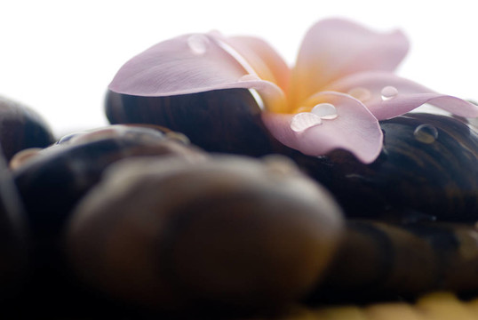 素馨花