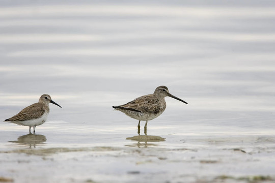 Dunlin和Dowitcher