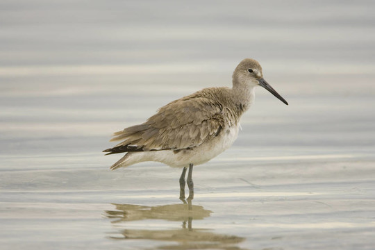 在沖浪Willet