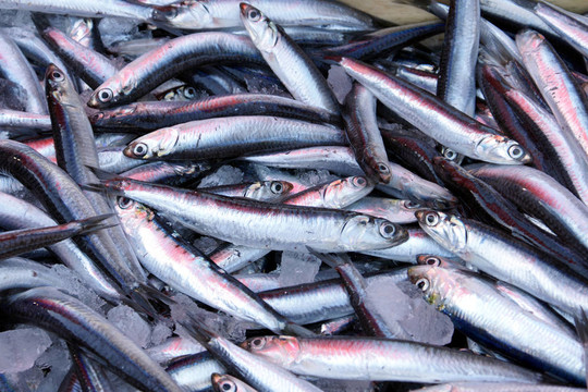 沙丁油魚