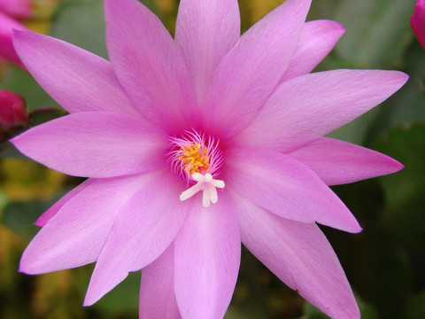 假曇花屬?gòu)?fù)活節(jié)仙人掌