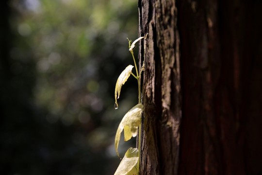 冬季暖陽(yáng)下的綠色植物