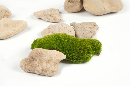 苔蘚