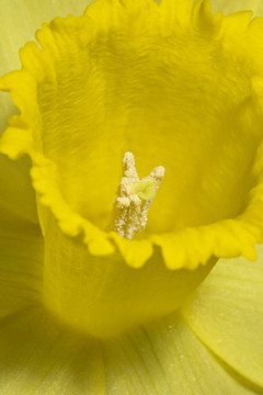 水仙花