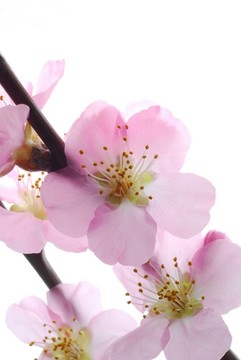 櫻花