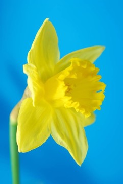 黃水仙花迎春