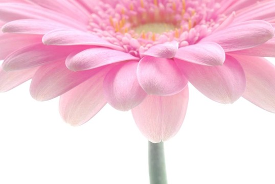 粉色非洲菊