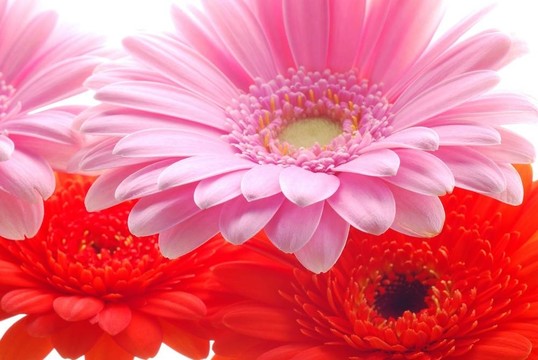 粉紅和紅色的非洲菊