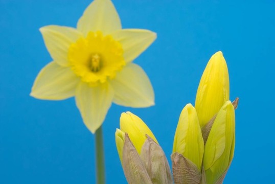 黃水仙花迎春