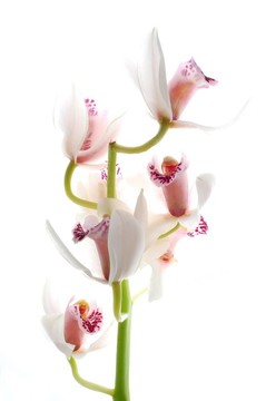 白蘭花