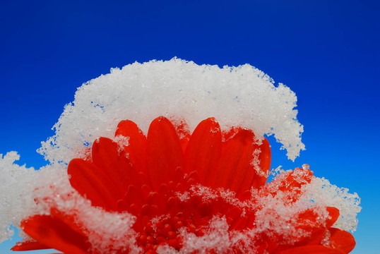 紅太陽雪