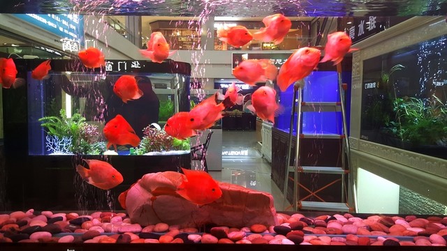 觀賞魚 生態(tài)魚缸