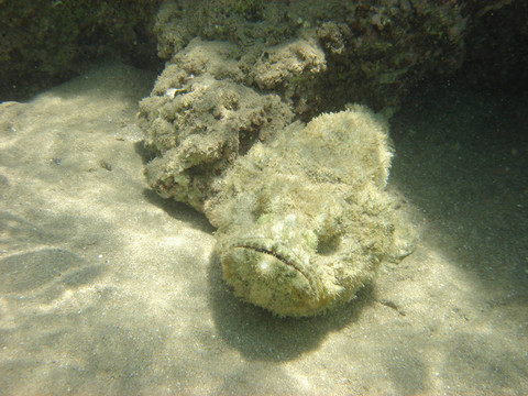 珊瑚魚