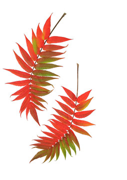 秋花楸葉