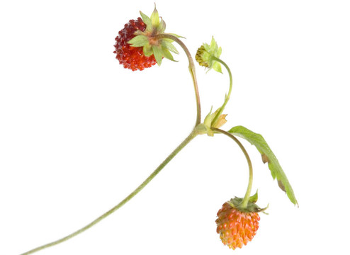 野草莓