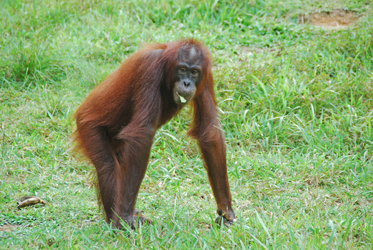Orang Utan F
