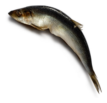 腌鯡魚(yú)