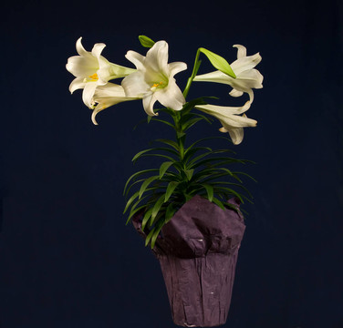 復(fù)活節(jié)的百合花