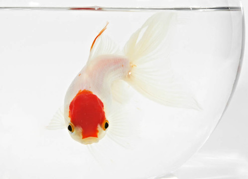 金魚BoCAL