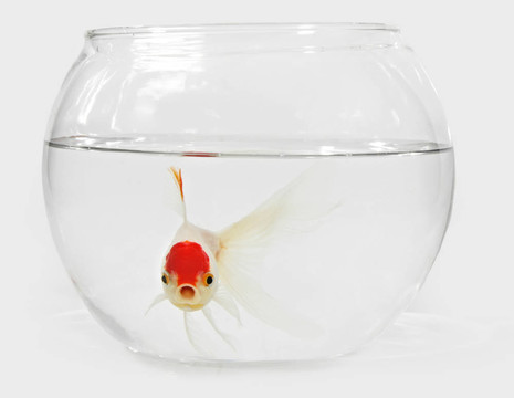 金魚BoCAL