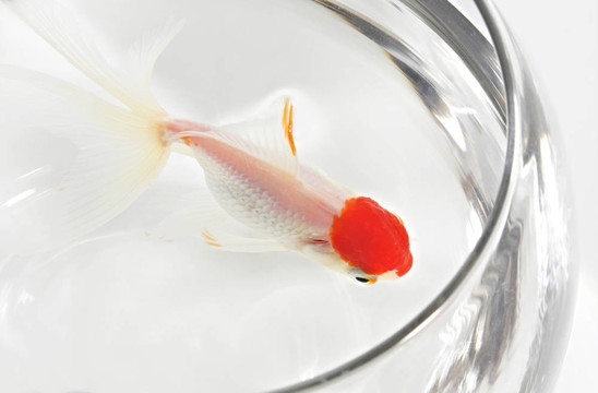 金魚
