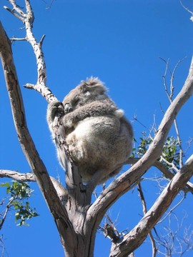 動(dòng)物Koala Bear