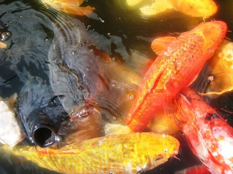 錦鯉魚