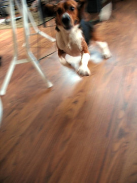 活潑的小獵犬