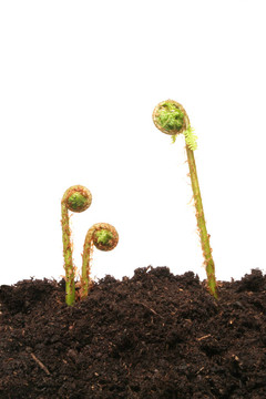 蕨類植物