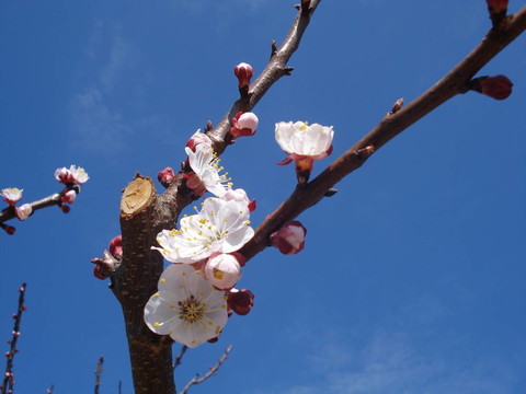 春枝