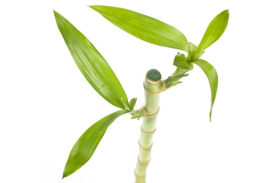 幸運(yùn)竹