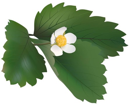 野草莓