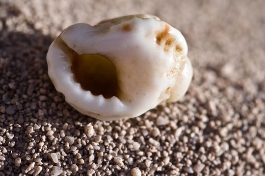小貝殼上的