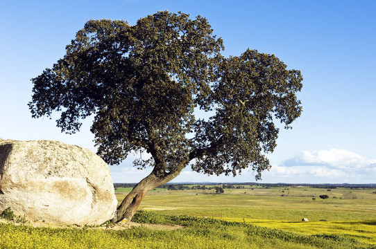 橡樹- Quercus ilex