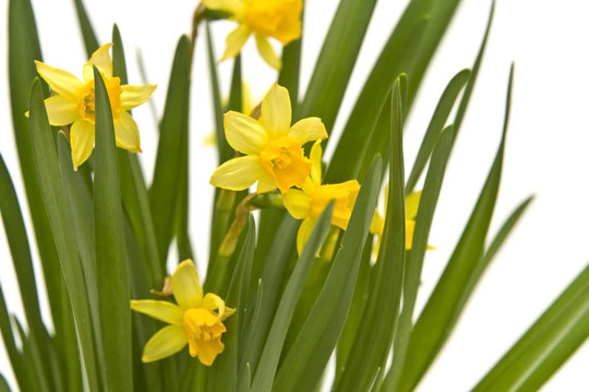 daffodiles