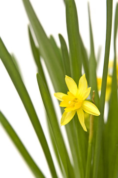 daffodiles