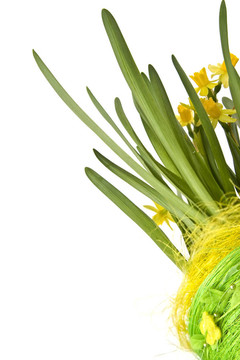 daffodiles