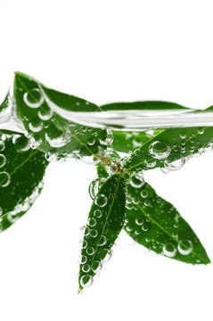 水綠葉