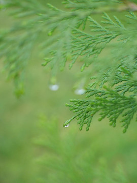 綠色的松樹枝條